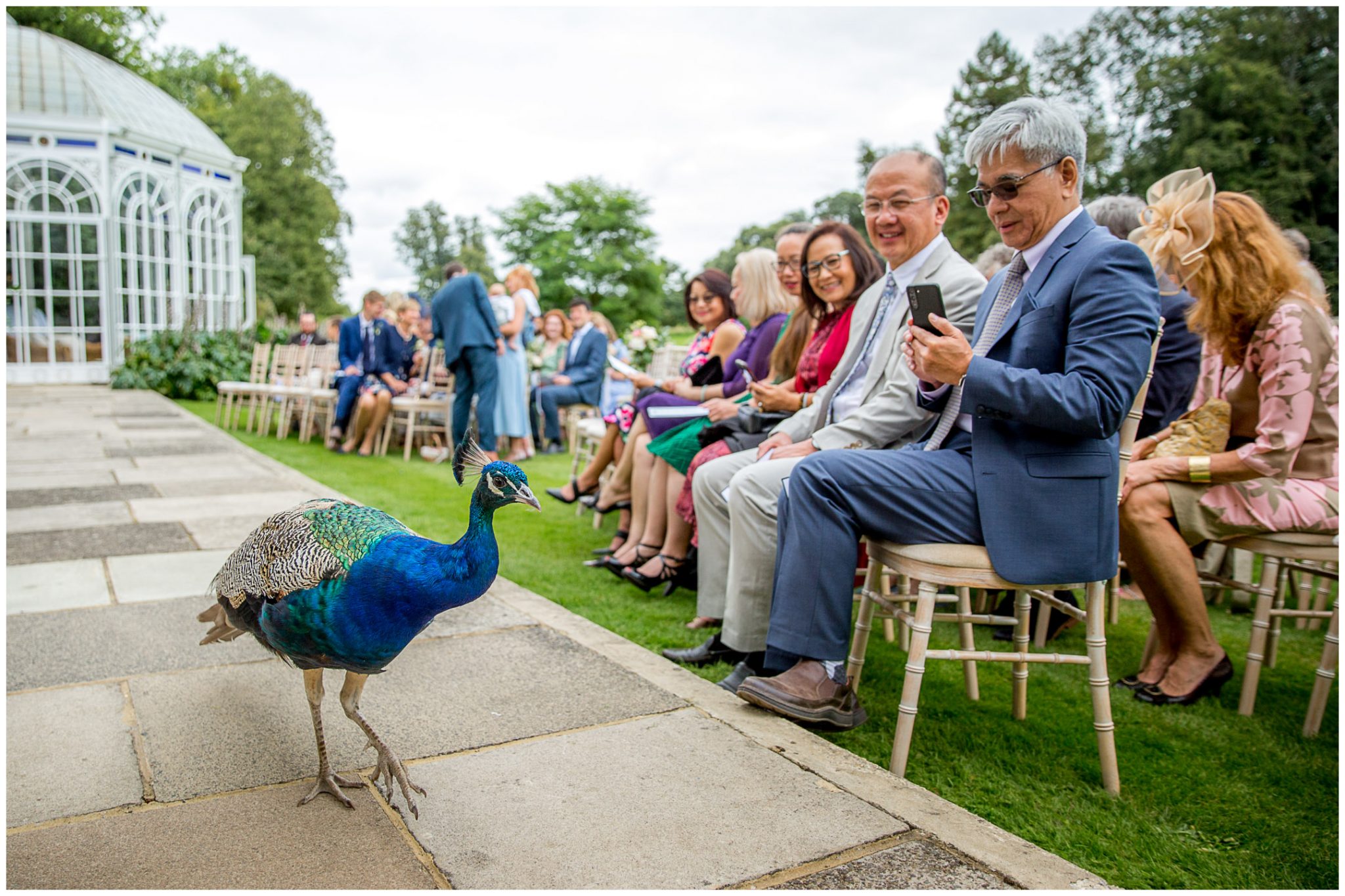 One of the venue's resident peacocks makes an appearance during the wedding ceremony