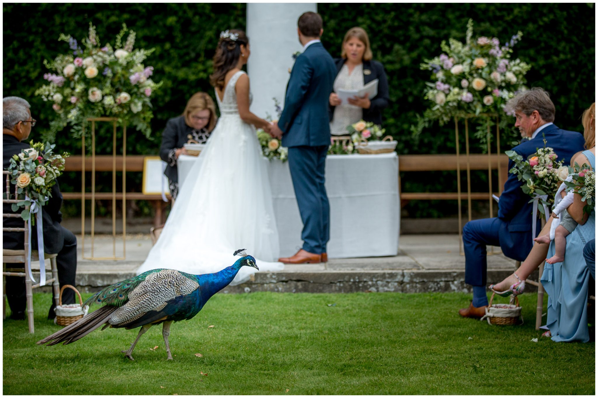 A peacock wanders through the outdoor wedding ceremony