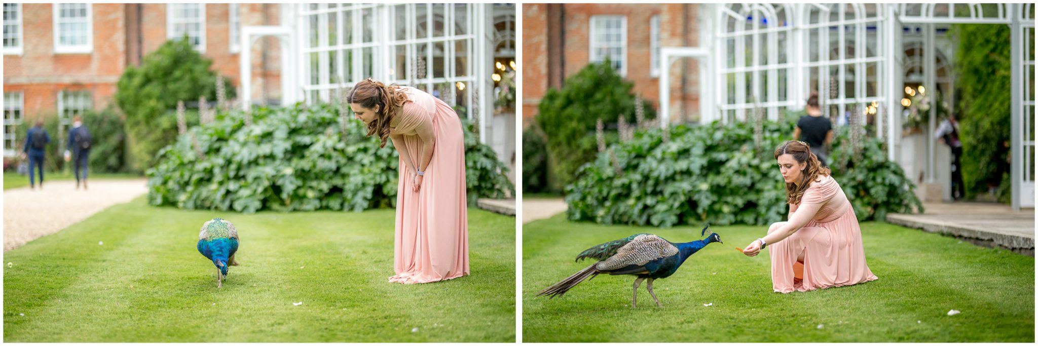 Bridesmaid having a little chill with a peacock