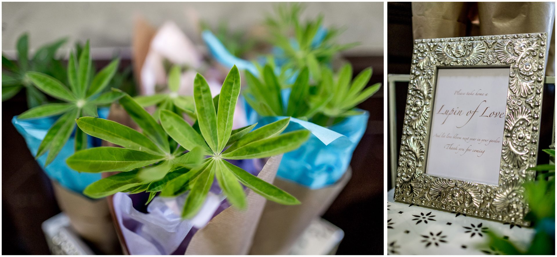 Lupins as wedding favours